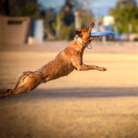 7697 best Cattle Dog images on Pholder | Australian Cattle Dog, Aww and