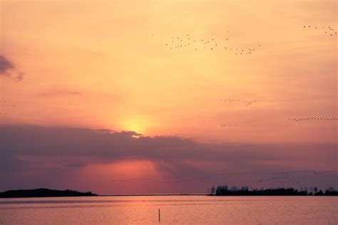 Premium Photo | Sunset in the mangrove beach