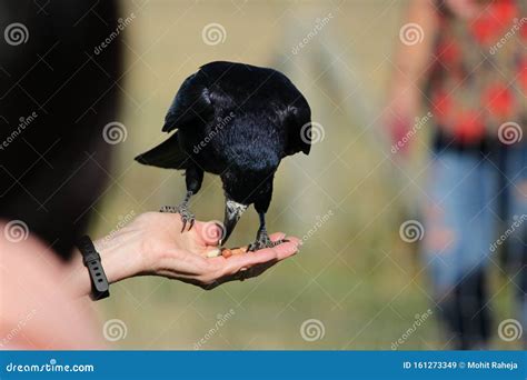 Crow Eating Stock Photo | CartoonDealer.com #6787836