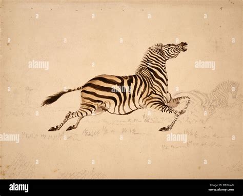 Equus quagga, quagga Stock Photo - Alamy