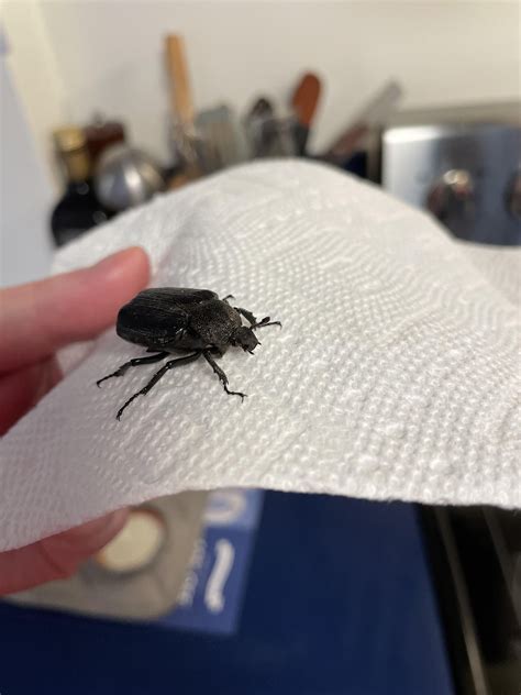 Help ID this large black beetle in Massachusetts, found in bathtub : r