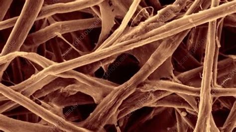 Cellulose fibres in paper, SEM - Stock Video Clip - K006/8036 - Science ...