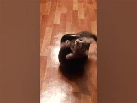 кот качОк - YouTube