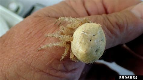 cat face spider poisonous