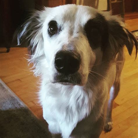 My friend’s dog came up to me, rubbed her head against me then promptly ...