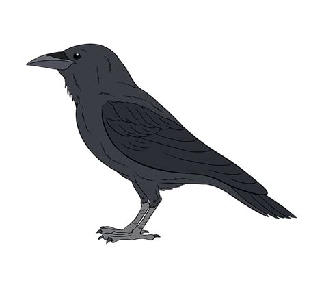 how to draw a raven bird