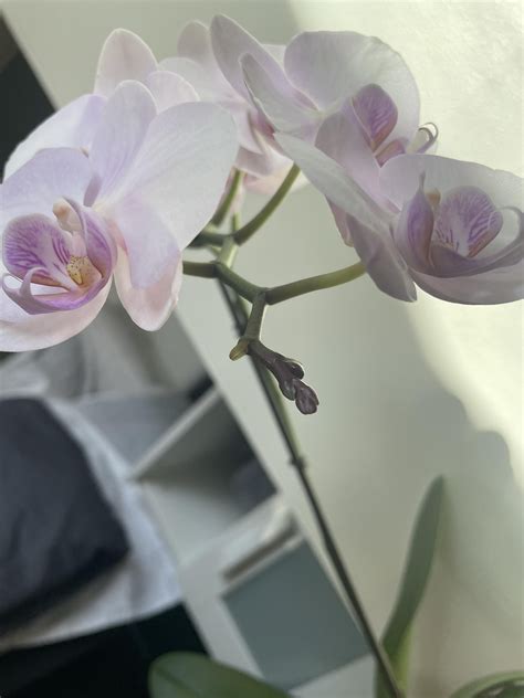 Hi all, I am a plant gal but fairly new to orchids. I was gifted this