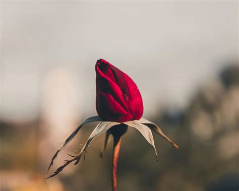 Dying Rose Photos, Download The BEST Free Dying Rose Stock Photos & HD