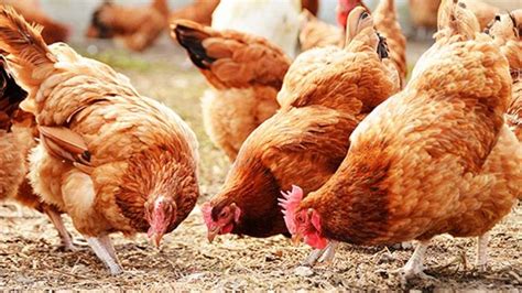 Poultry Farming: कम लागत में होगा ज्यादा मुनाफा, जानिए कितना आएगा खर्चा ...