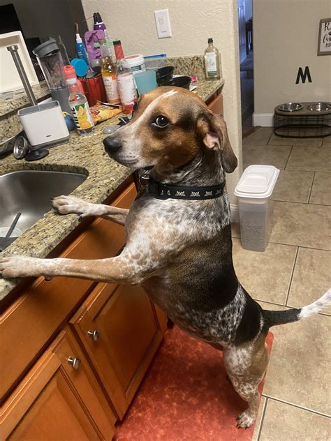 Birdie is skeptical of her DNA results : r/beagle