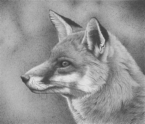 Красивые рисунки животных