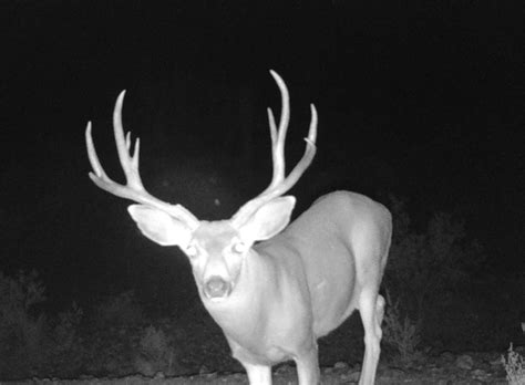 Cool Buck - Trail Cameras - CouesWhitetail.com Discussion forum