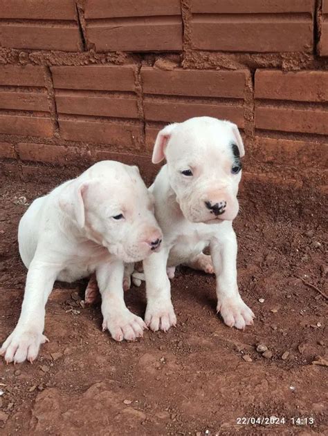 Filhotes De Dogo Argentino Para Doação - "filhote dogo argentino" - Cachorros no Brasil