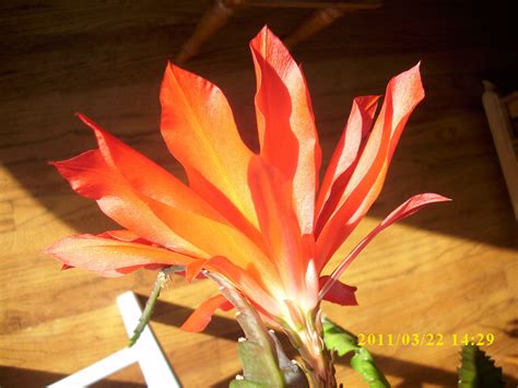 Red Orchid Cactus [Epiphyllum ackermanii]