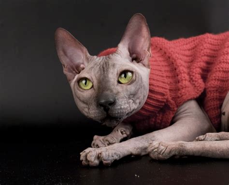 Cats With No Hair Wallpapers - Wallpaper Cave