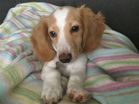 Red Piebald Miniature Dachshund