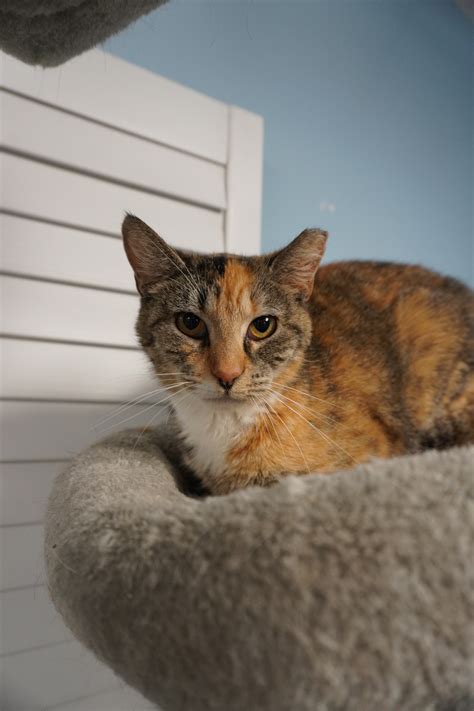 CatSNAP Adoption Open House