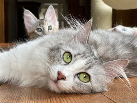 SIRIN Turkish Angora - SIRIN Turkish Angora