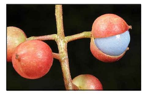 Katag / Saket / Baccaurea tetrandra / Red grape tree/ Alternative Medicine