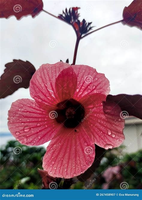 African Hibiscus Rosemallow Stock Image - Image of bloom, african
