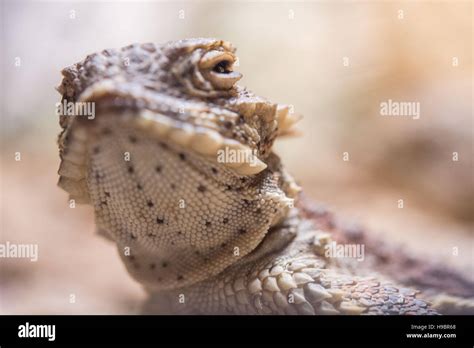 Desert horned lizard squirt hi-res stock photography and images - Alamy