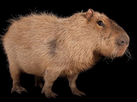 Capybaras: Their Origins and Habitat - Baby Capybara