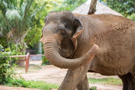 Samui Elephant Sanctuary | Beyond Samui | Elegant Beach Resort, Chaweng ...