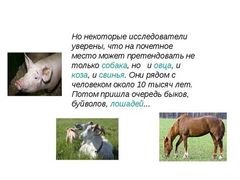 Дикие и домашние животные 1 класс
