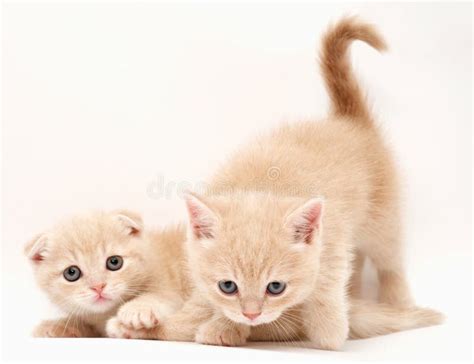 Two Adorable Black Kittens in Basket Stock Image - Image of looking ...