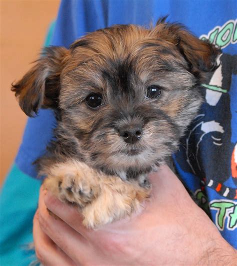 poodles  adoption animal rescue  adorable poodle mix puppies
