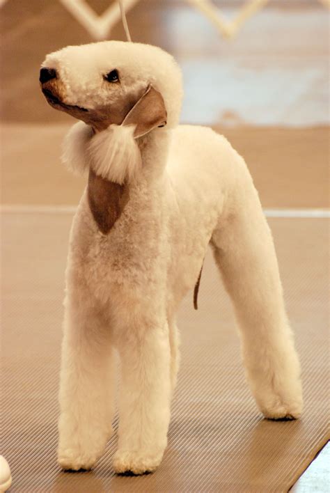 Bedlington terrier | Dog breeds, Bedlington puppy, Terrier dogs