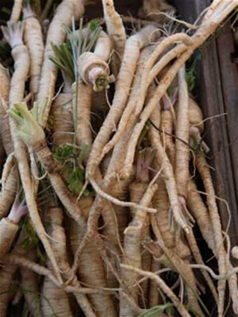 salsify grow guide