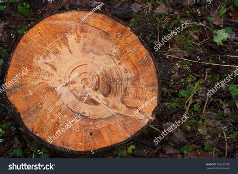 cross section pine tree wood texture stock photo  shutterstock