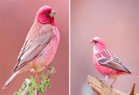 The Enchanting World of Pink Birds: Nature’s Most Striking Avian Wonders