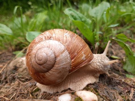 Snail Slow Snail'S Pace - Free photo on Pixabay - Pixabay