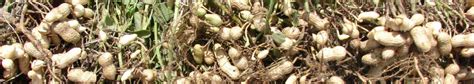 mahadhan groundnut farming tips groundnut farming guidetechniques