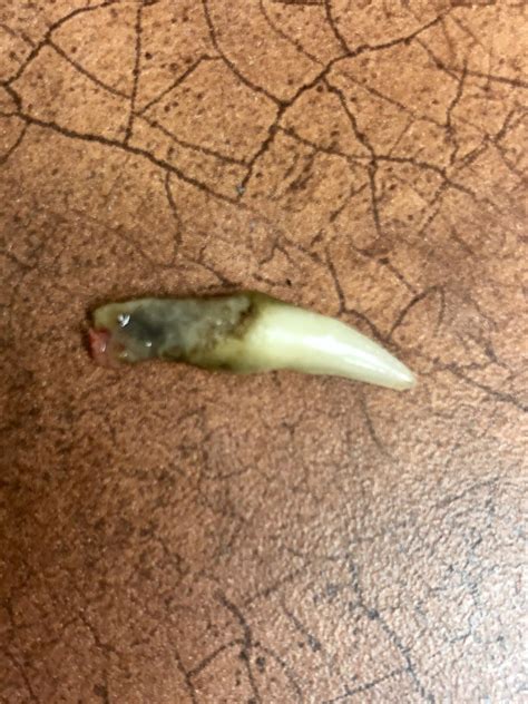 Cursed cat tooth : r/cursedimages