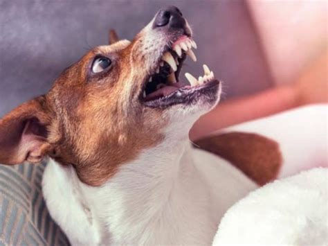 Aggressive Dog Training Tips: 6 Effective Steps For Success