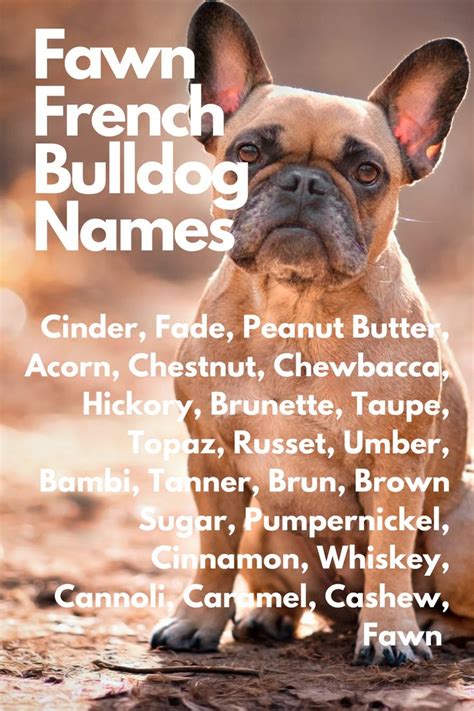 Popular French Bulldog Names | French bulldog names, Bulldog names ...