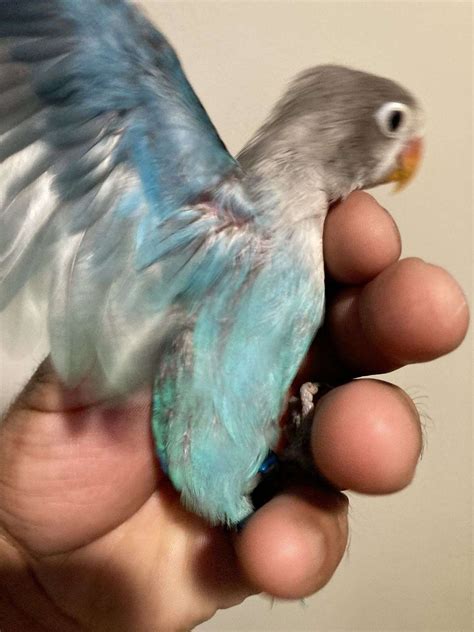 is it normal lovebird not drinking easily 6