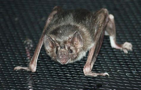 Vampire Bat - A-Z Animals