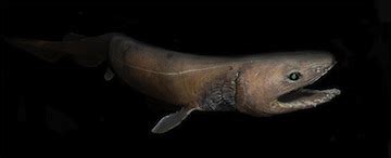Frilled Shark | Science and the Sea