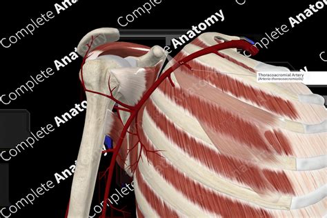 Thoracoacromial Artery | Complete Anatomy