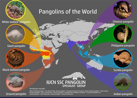 Global Pangolin Awareness Art Campaign | One More Generation