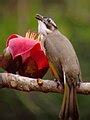 categorybirds  flowers wikimedia commons