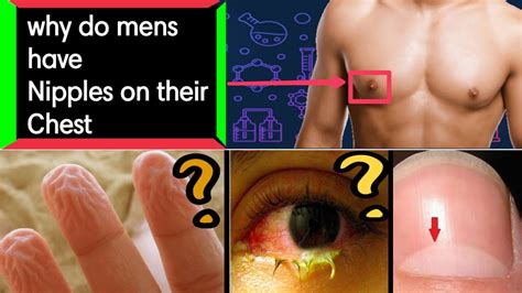 Facts about human body | why there is nipple on men's body - YouTube