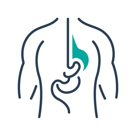 abdomen anatomy abdominal wall organs  peritoneum teachmeanatomy