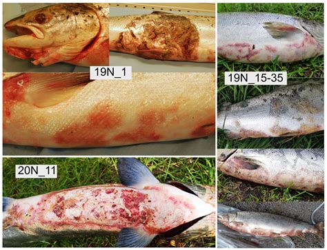 The Journal of Fish Disease | Wiley Online Library