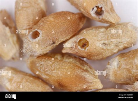 Angoumois grain moth sitotroga cerealella hi-res stock photography and ...