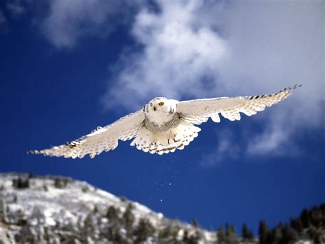 Snowy Owl
